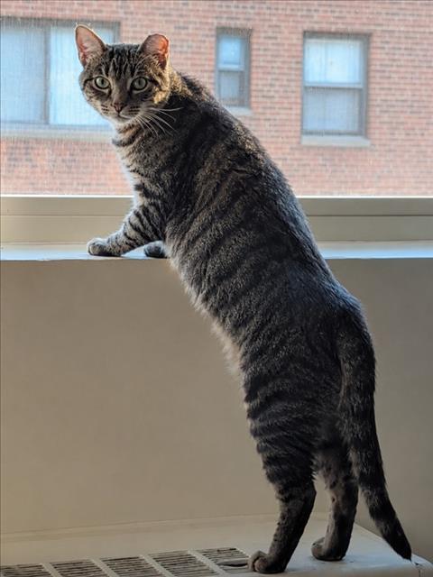 ZAMBONI, Adoptable, Adult Male Domestic Short Hair.