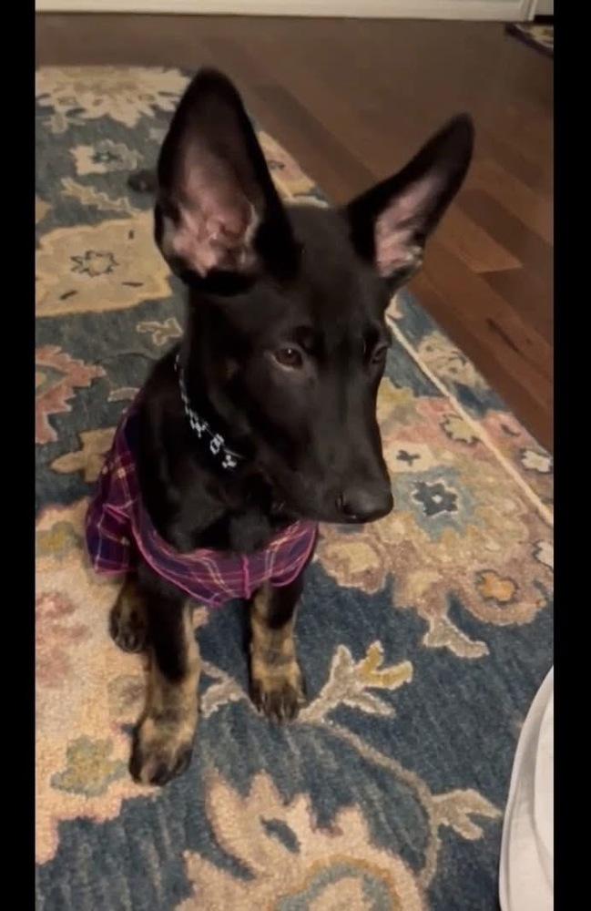 JJ, Adoptable, Puppy Male German Shepherd Dog.