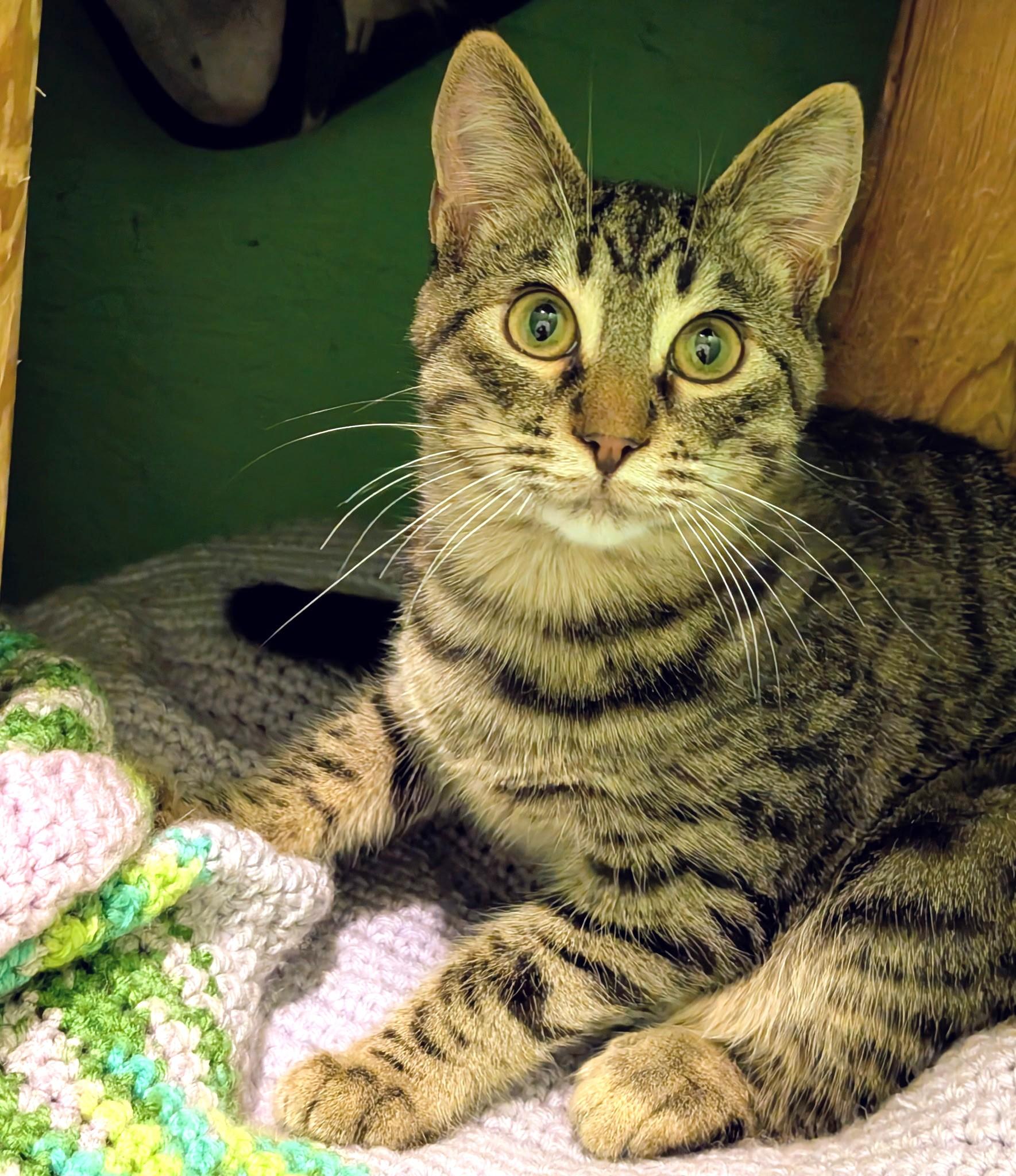 Enlarge Arlo: Great Purrer!, a ADOPTABLE Tabby in Newport, WA image 6/6