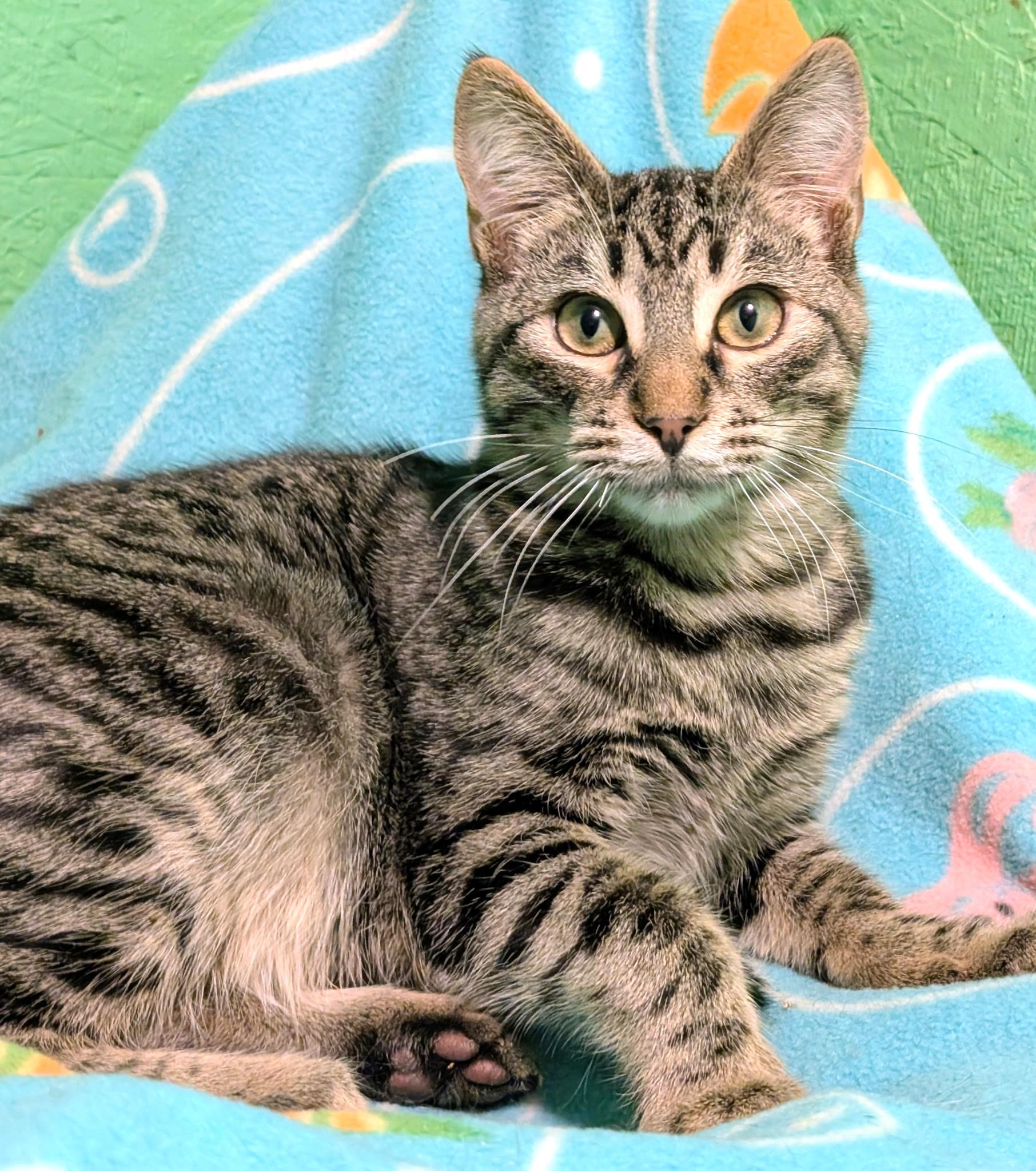 Arlo: Great Purrer!, ADOPTABLE, Kitten Male Tabby.