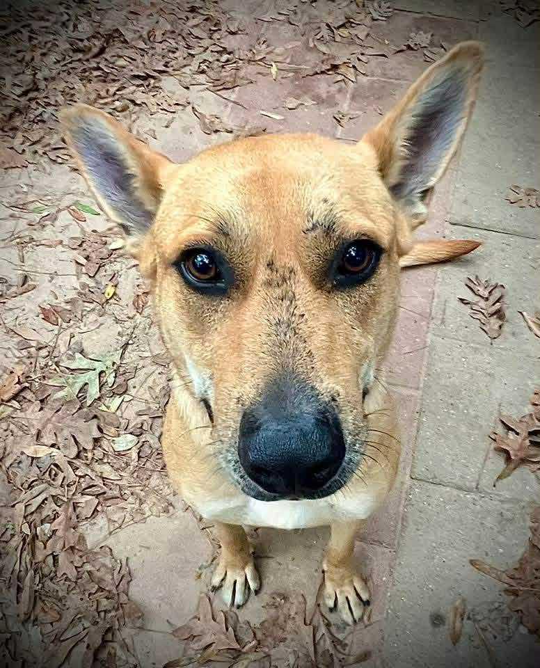 Remi, a Adoptable mixed breed in Des Moines, IA image 1/6