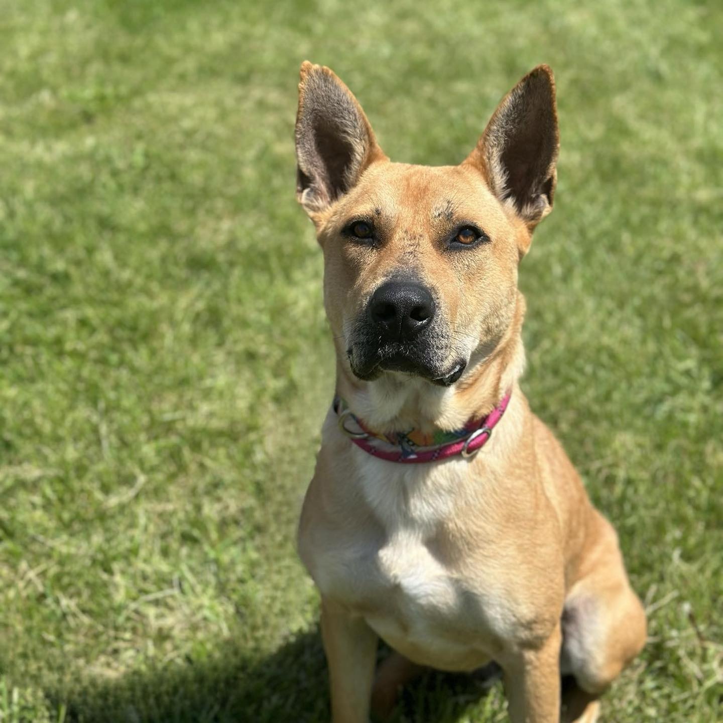 Remi, a Adoptable mixed breed in Des Moines, IA image 5/6