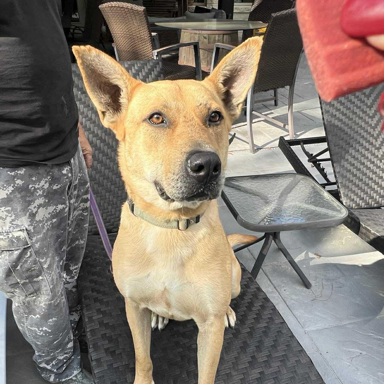 Enlarge Remi, a Adoptable mixed breed in Des Moines, IA image 1/6