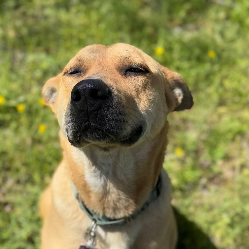 Remi, a Adoptable mixed breed in Des Moines, IA image 2/6