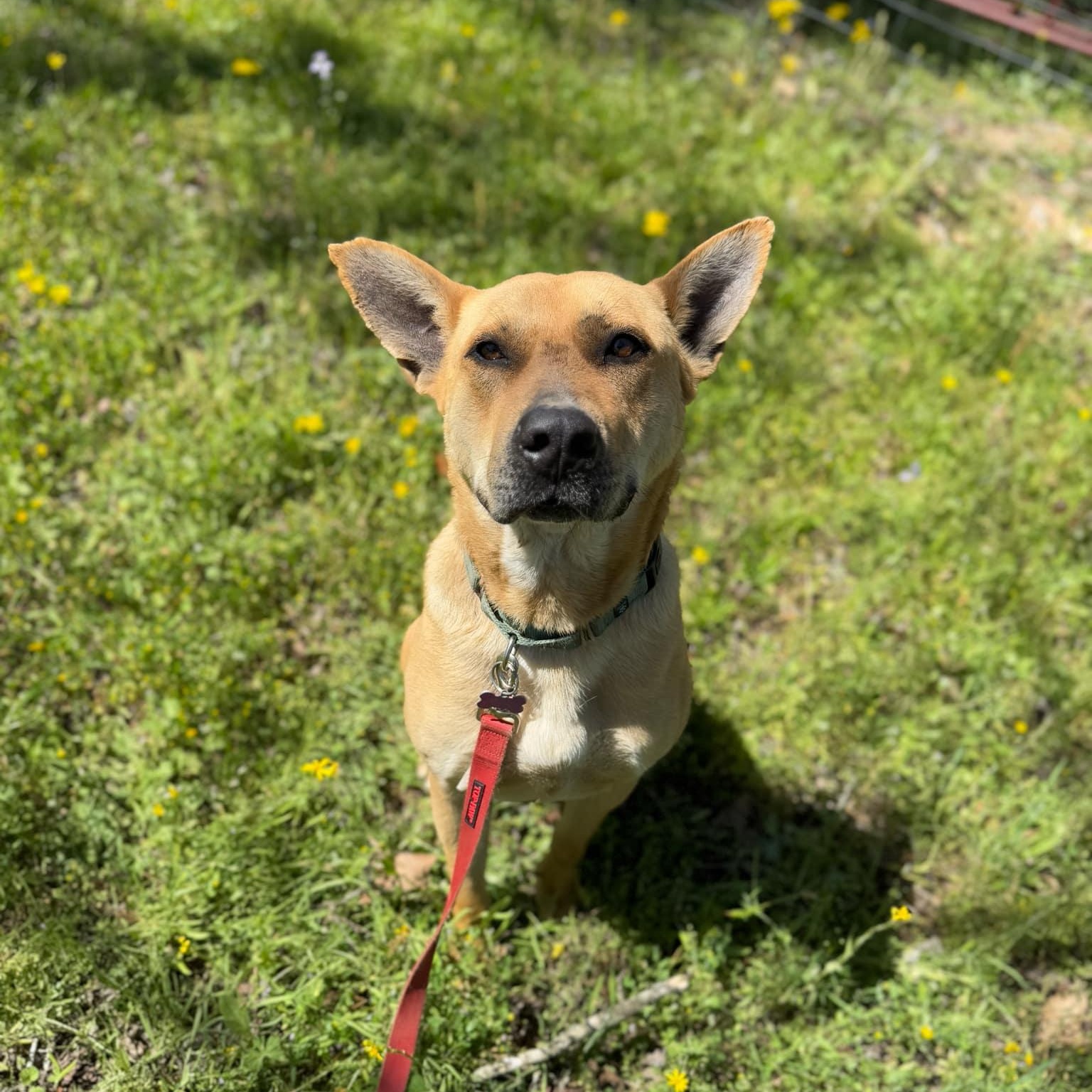 Remi, a Adoptable mixed breed in Des Moines, IA image 3/6