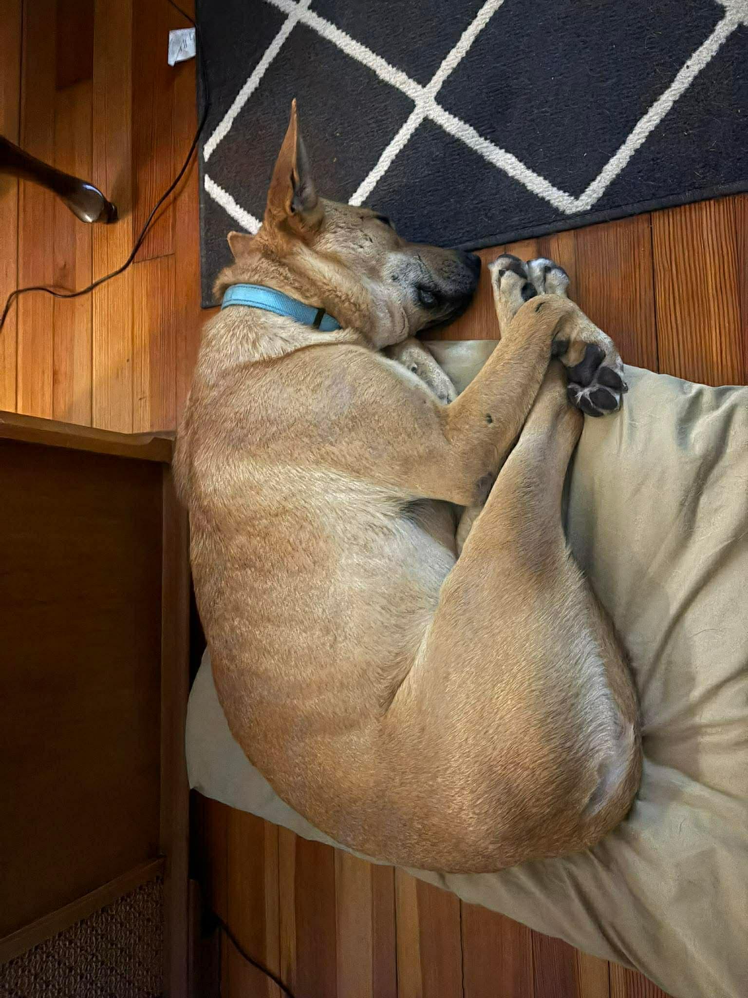 Enlarge Remi, a Adoptable mixed breed in Des Moines, IA image 3/6