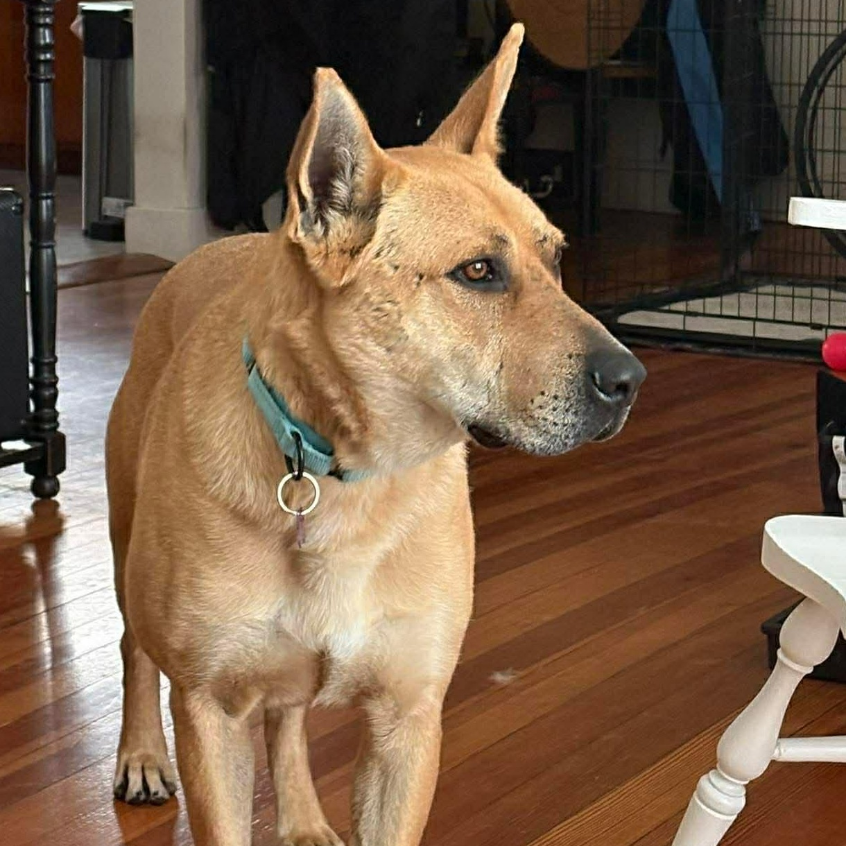 Enlarge Remi, a Adoptable mixed breed in Des Moines, IA image 2/6