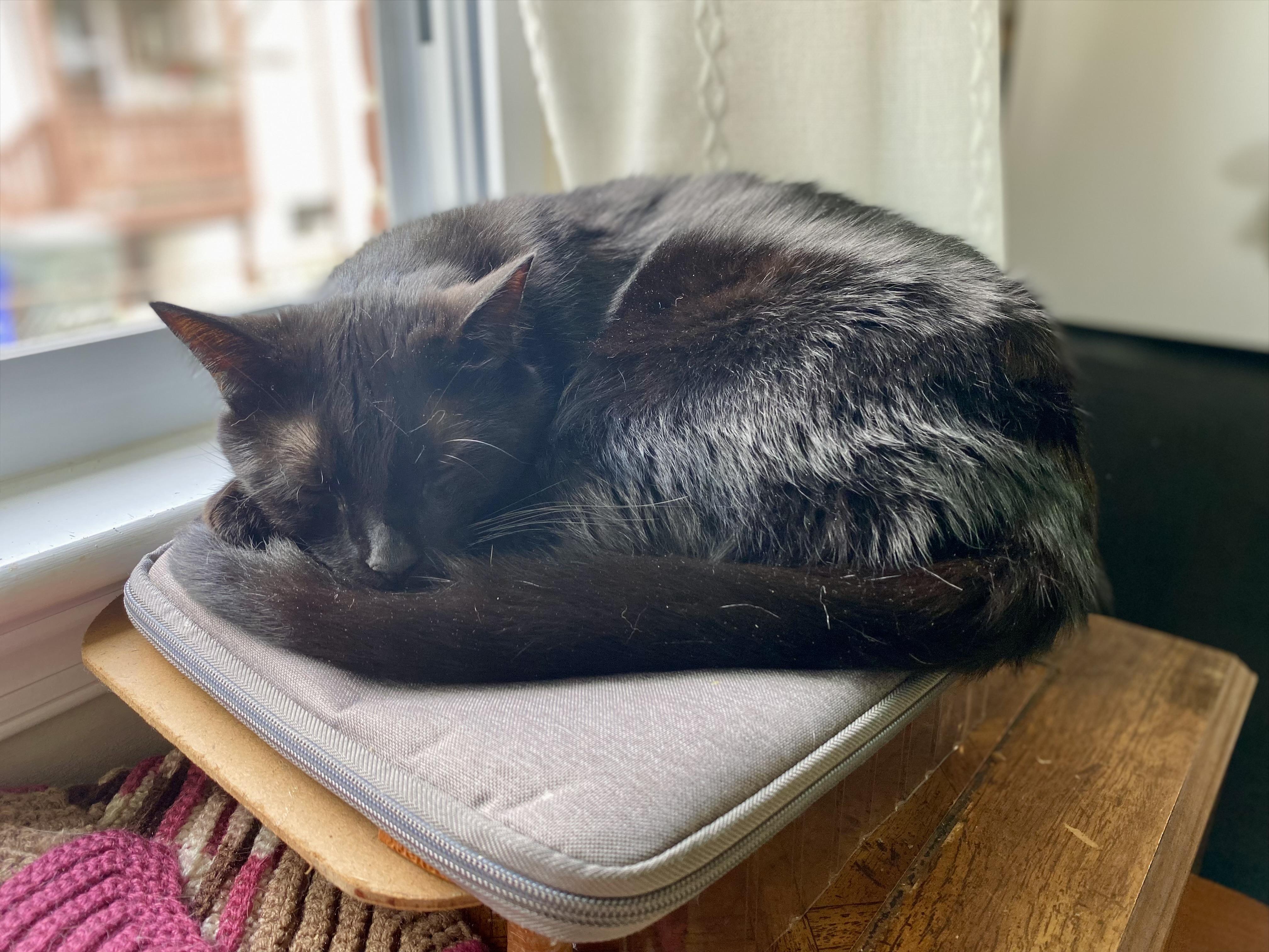 Enlarge Jupiter , a Adoptable Domestic Short Hair in Beltsville, MD image 2/6