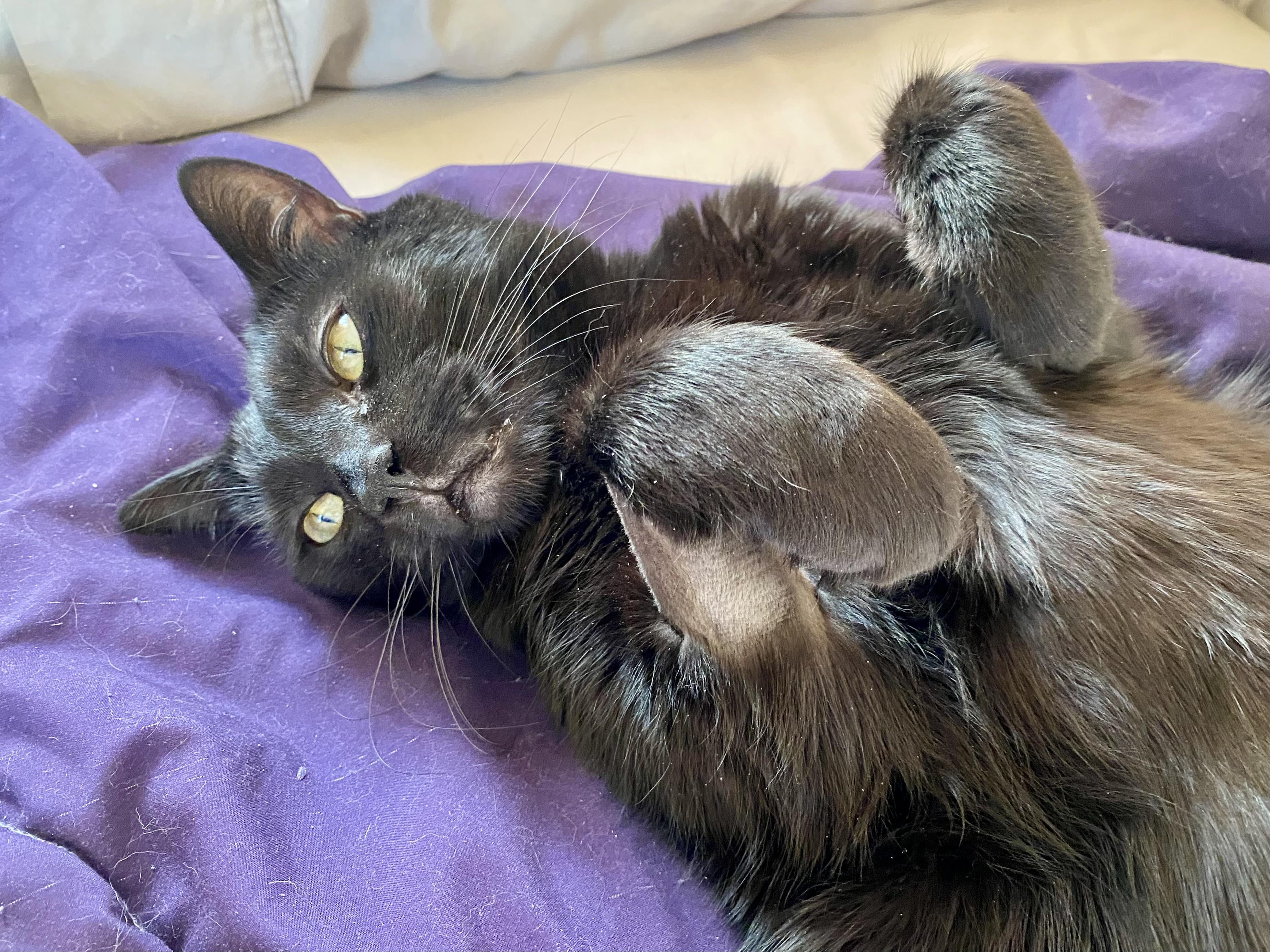 Enlarge Jupiter , a Adoptable Domestic Short Hair in Beltsville, MD image 3/6