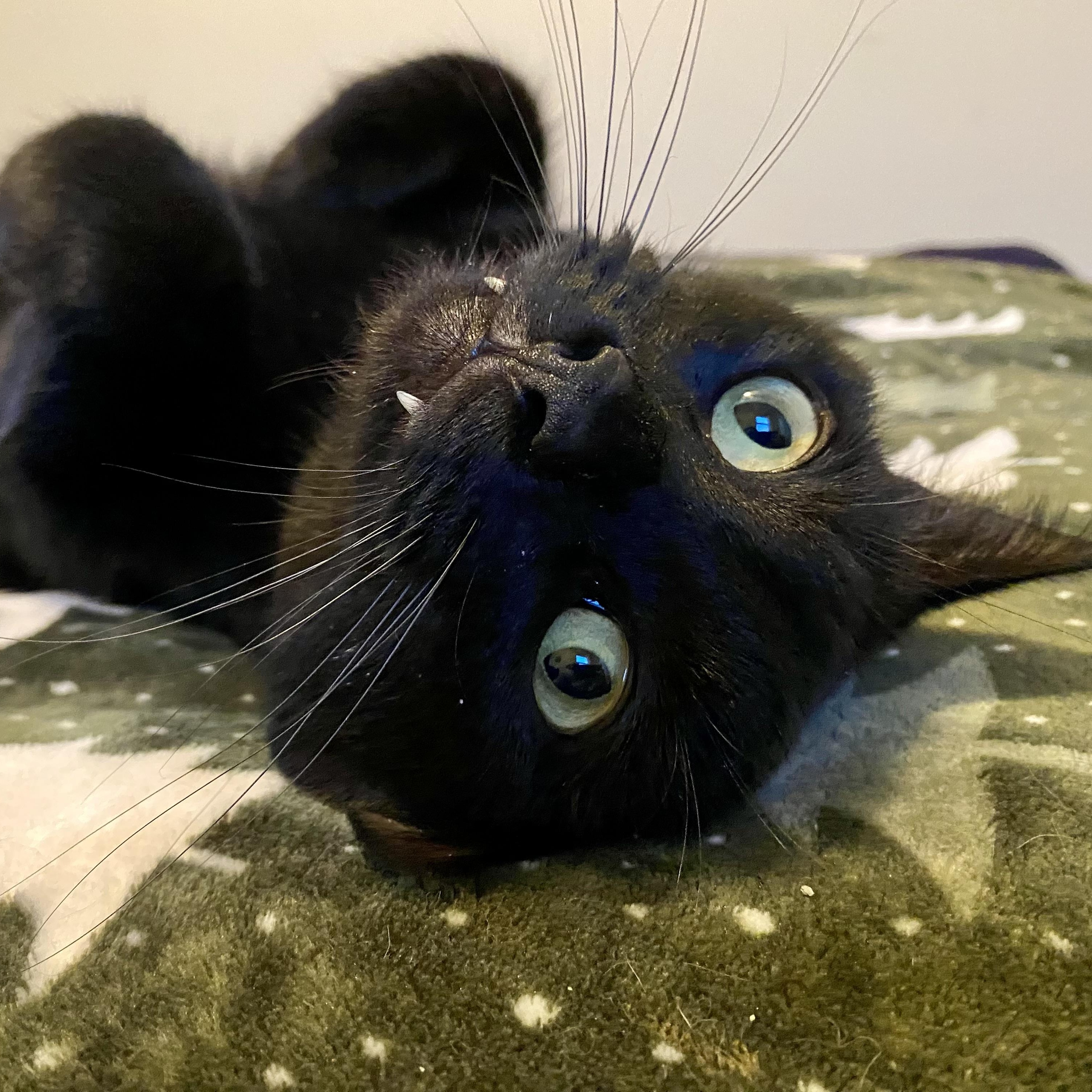 Enlarge Jupiter , a Adoptable Domestic Short Hair in Beltsville, MD image 2/5