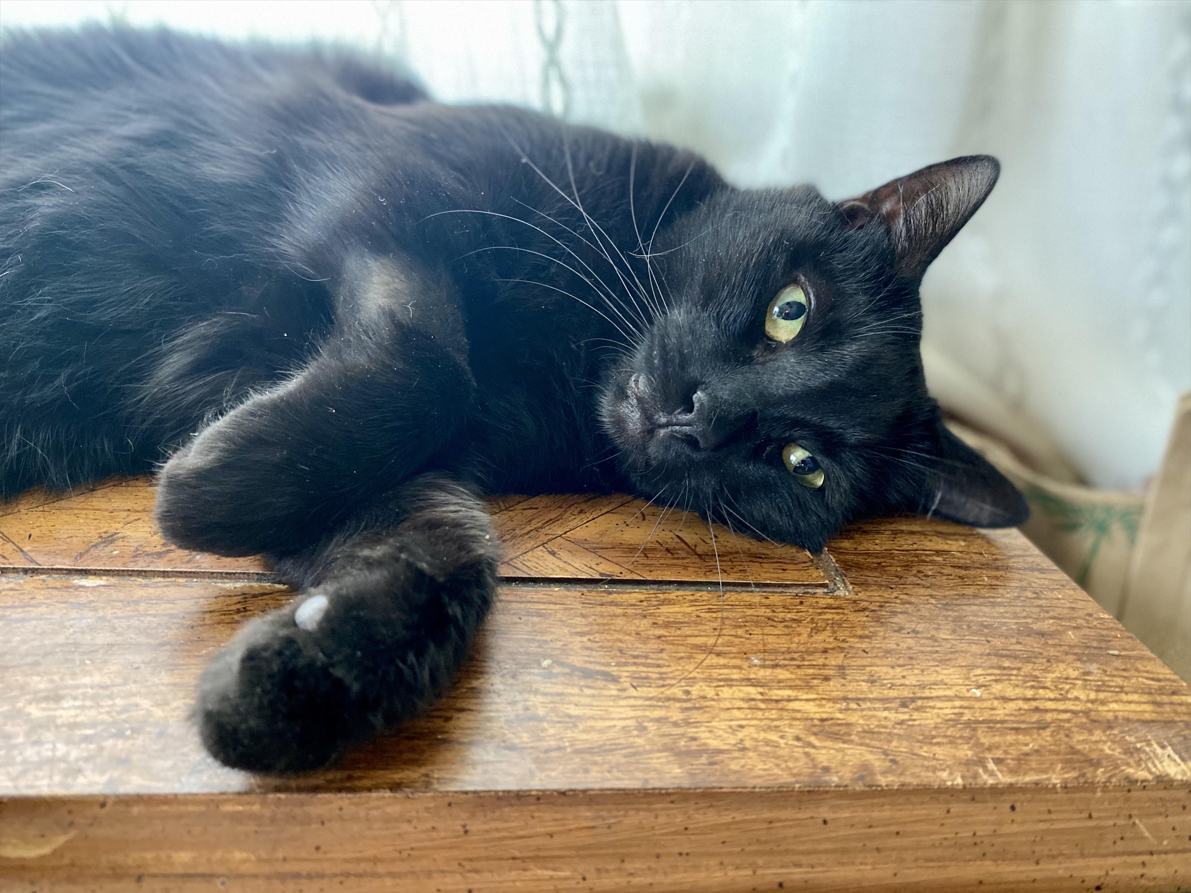 Enlarge Jupiter , a Adoptable Domestic Short Hair in Beltsville, MD image 1/6