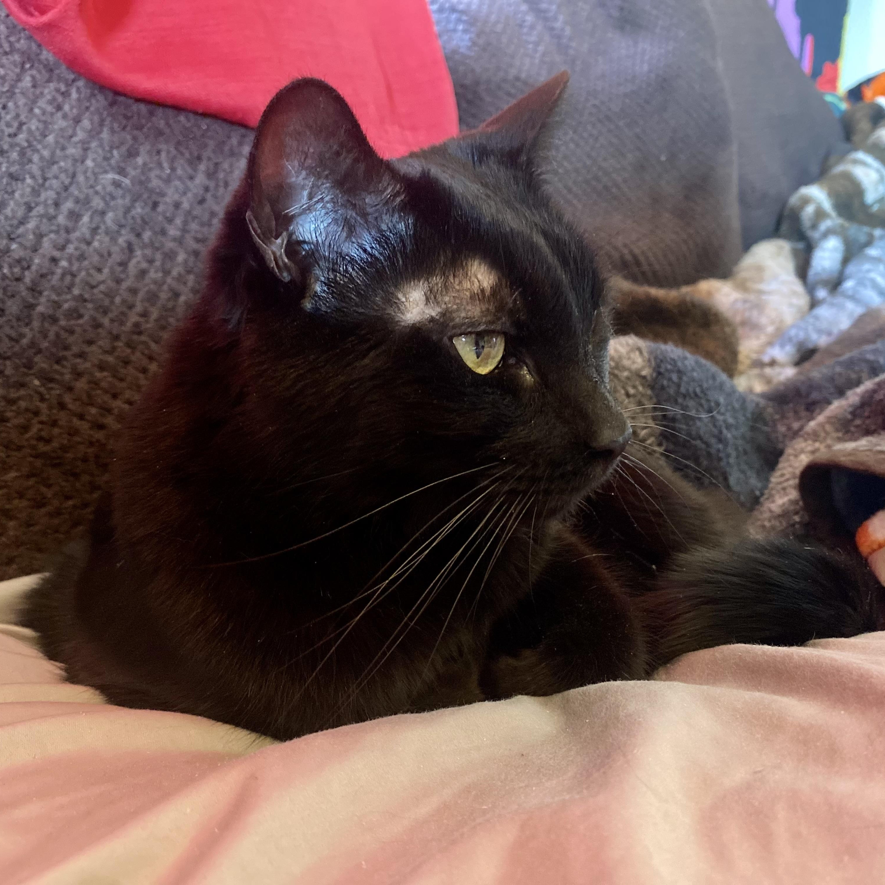 Enlarge Jupiter , a Adoptable Domestic Short Hair in Beltsville, MD image 5/5