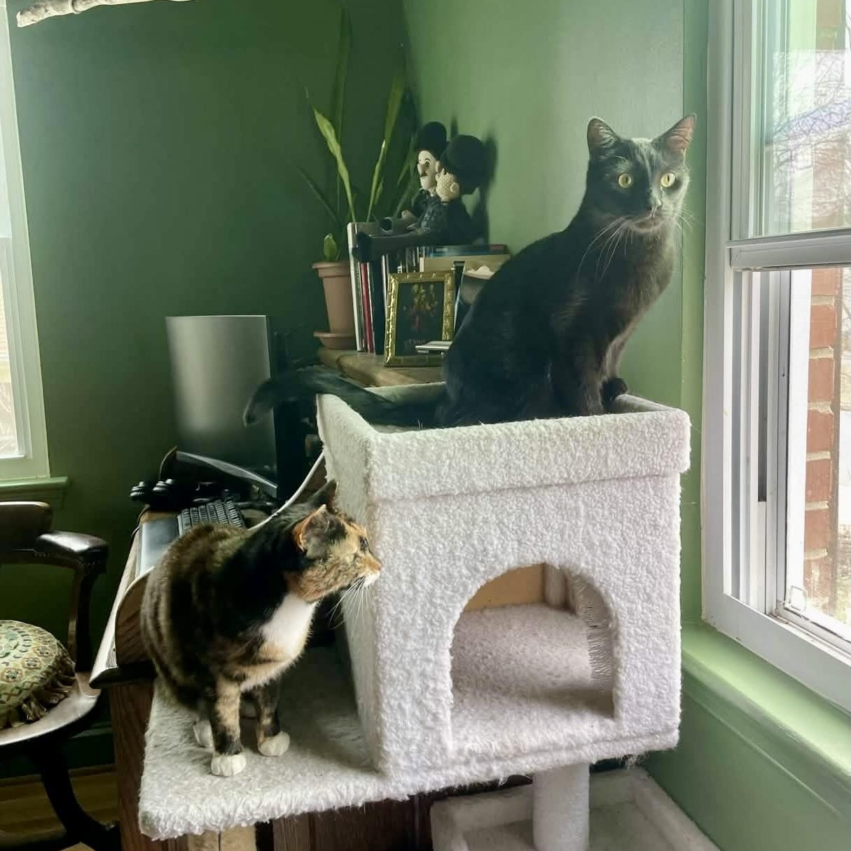 Jupiter , Adoptable, Adult Male Domestic Short Hair.