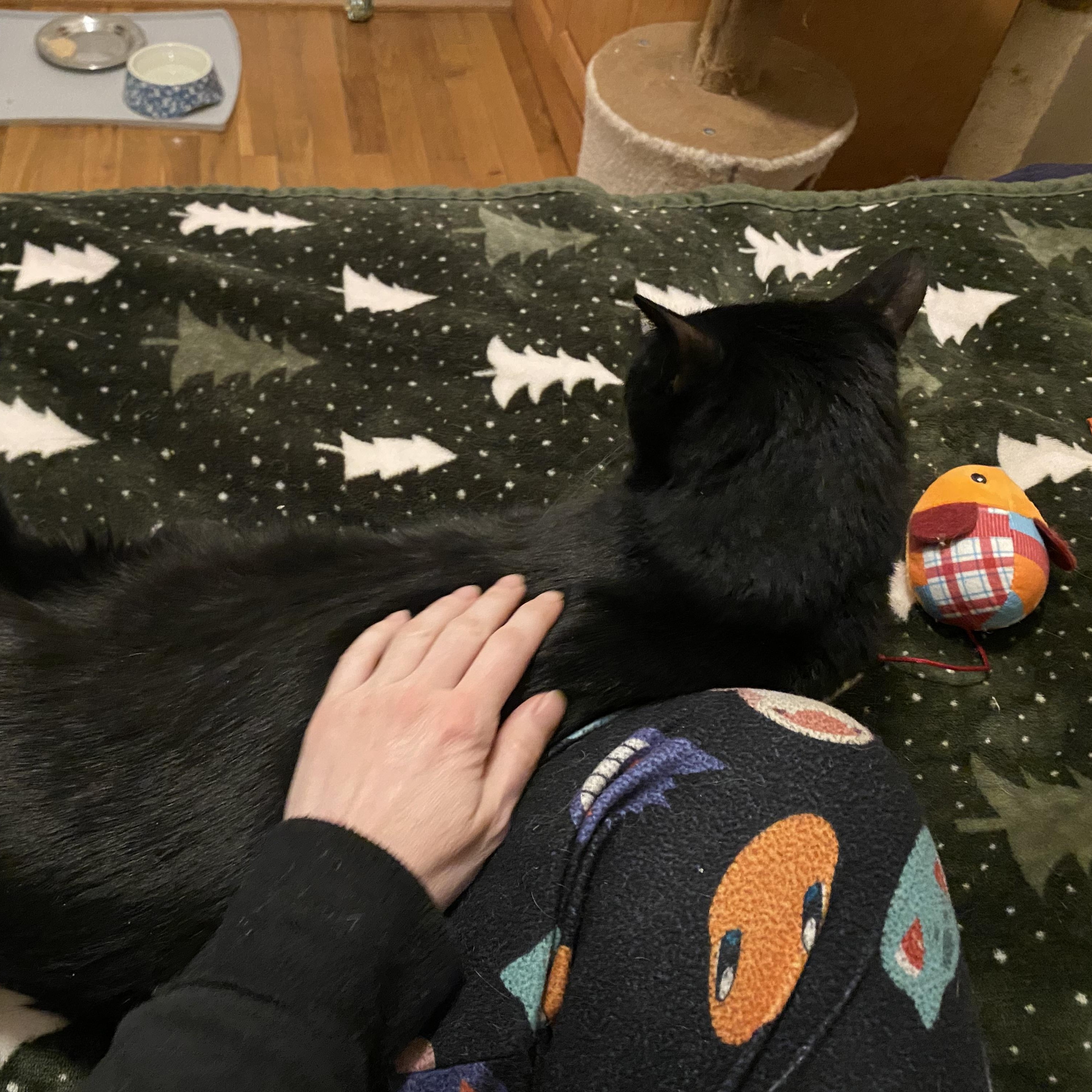 Enlarge Jupiter , a Adoptable Domestic Short Hair in Beltsville, MD image 4/5