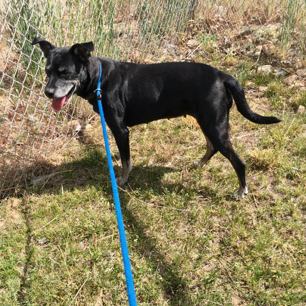 Willow, Adoptable, Senior Female Mixed Breed.
