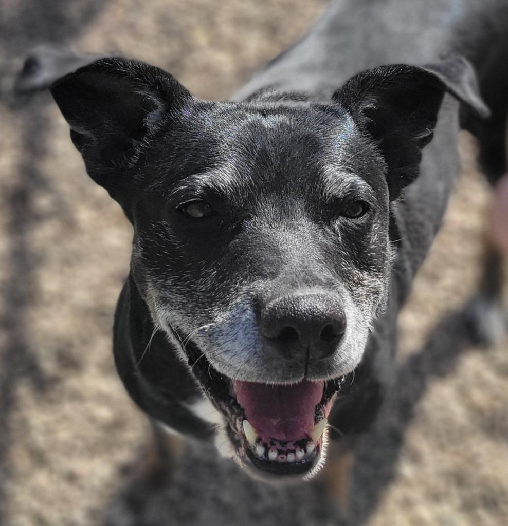 Enlarge Willow, a Adoptable mixed breed in Heber City, UT image 2/6