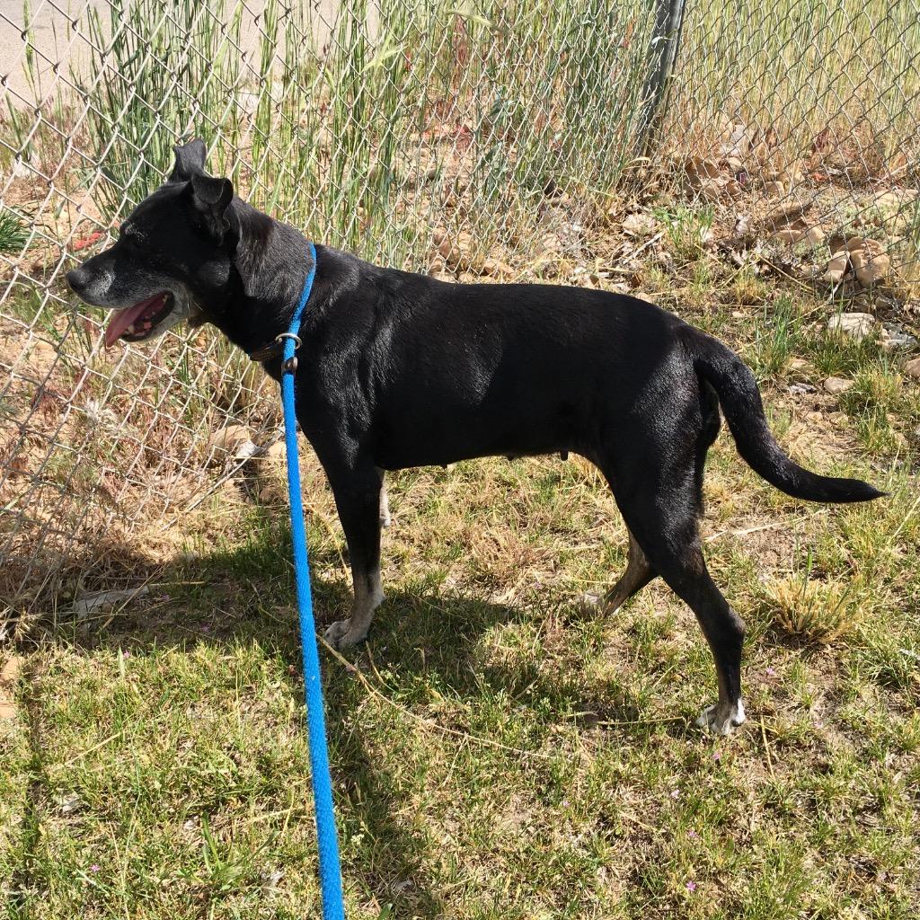 Willow, a Adoptable mixed breed in Heber City, UT image 2/4