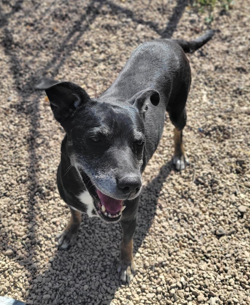 Enlarge Willow, a Adoptable mixed breed in Heber City, UT image 4/6
