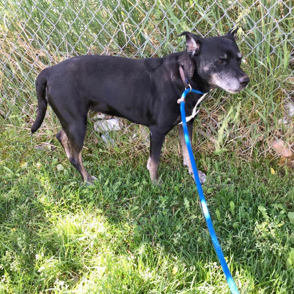 Willow, a Adoptable mixed breed in Heber City, UT image 3/4