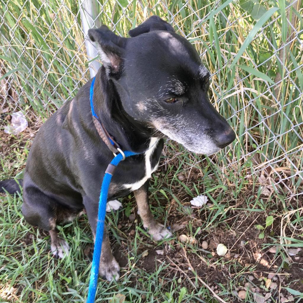 Willow, a Adoptable mixed breed in Heber City, UT image 4/4