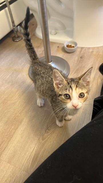 Enlarge Blair - Adorable Bengal Mix, a ADOPTABLE mixed breed in Ringoes, NJ image 1/1