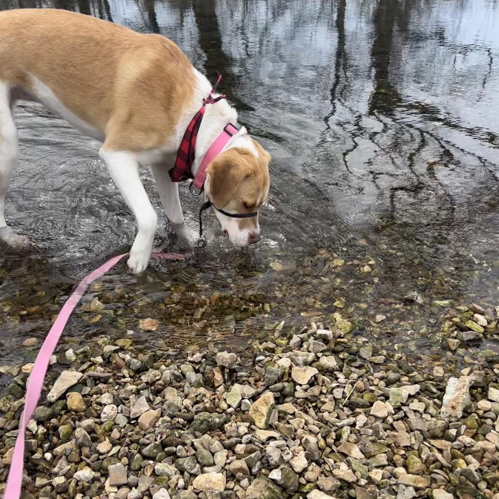 April, Adoptable, Adult Female Hound.