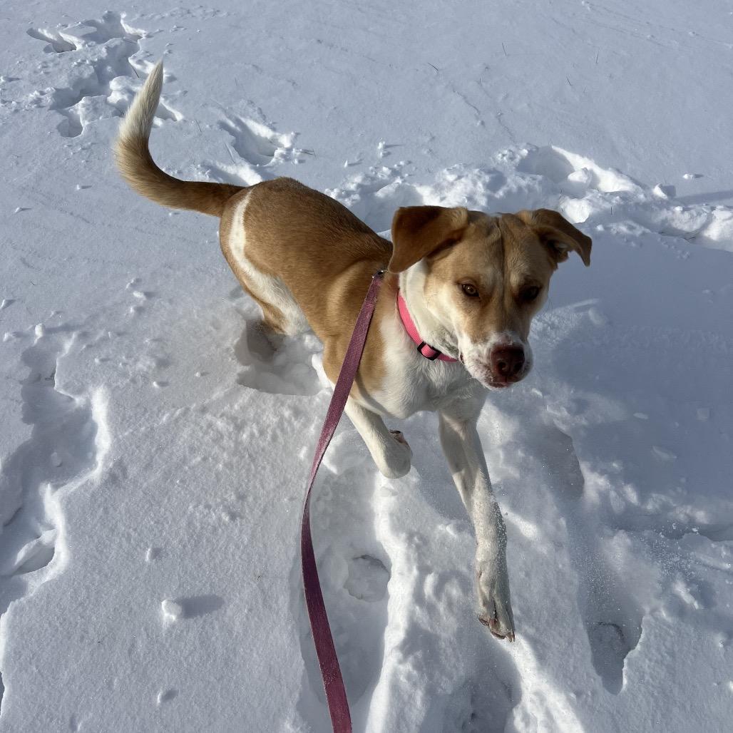 April, Adoptable, Young Female Hound.