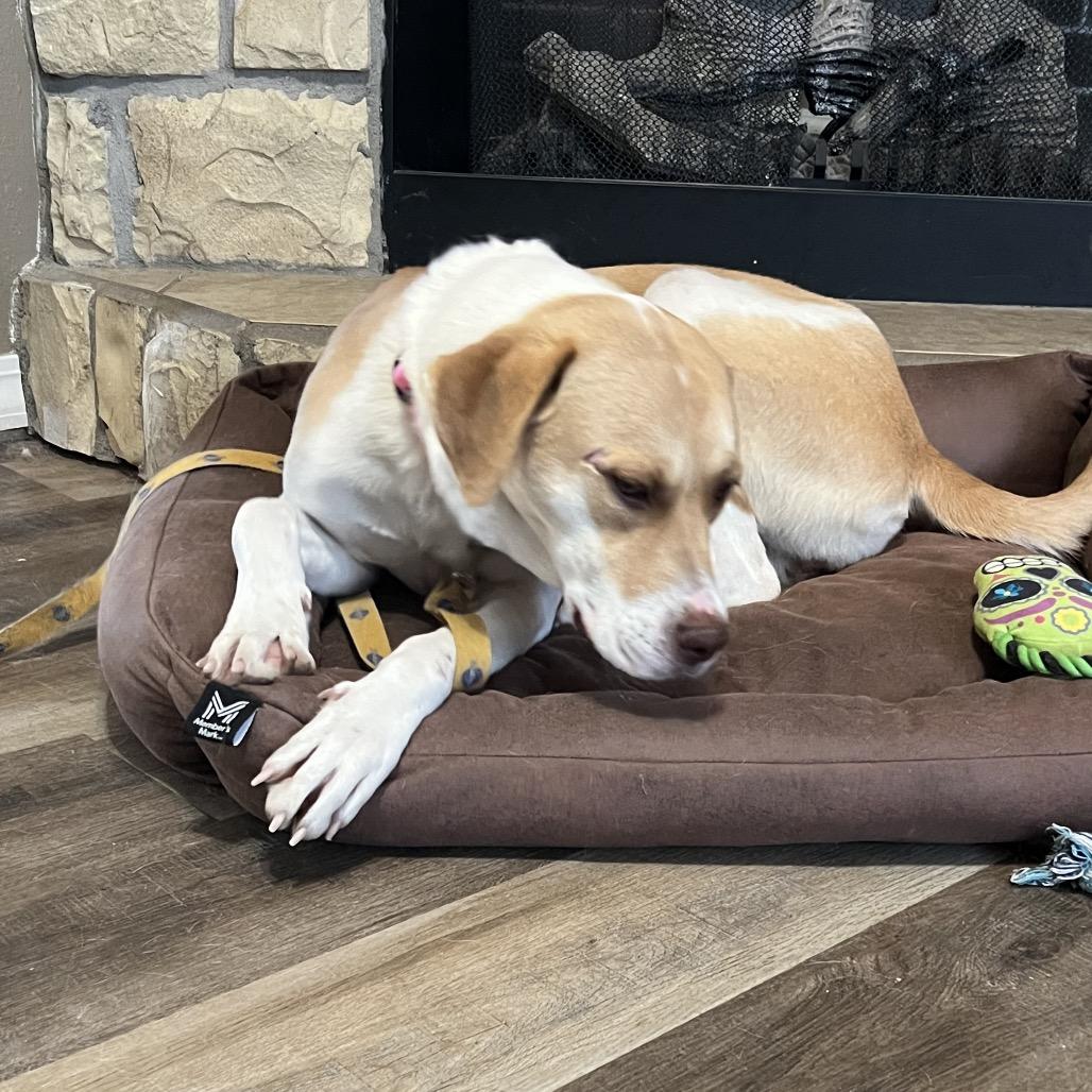 Enlarge April, a Adoptable Hound in Springfield, MO image 1/5