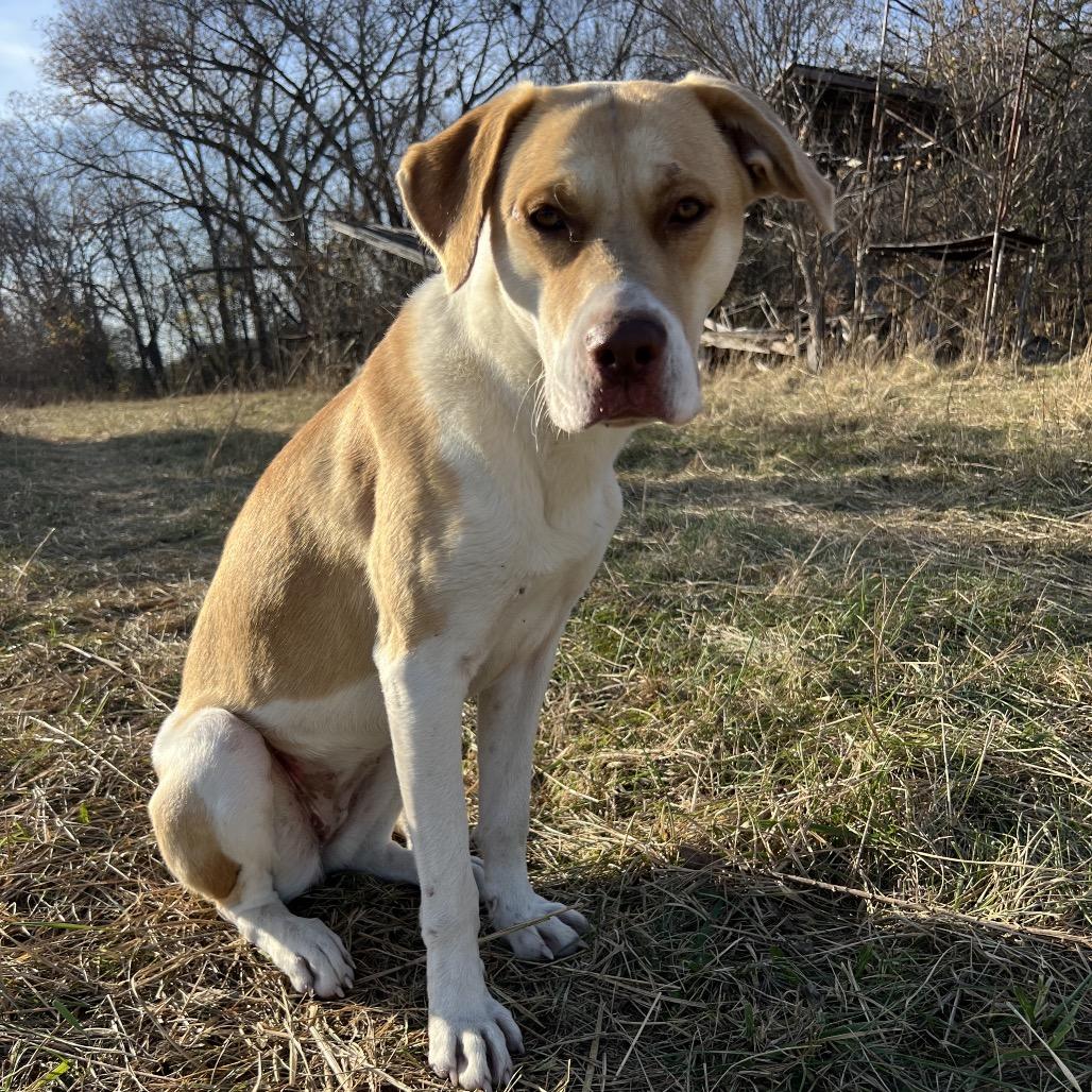 Enlarge April, a Adoptable Hound in Springfield, MO image 2/5