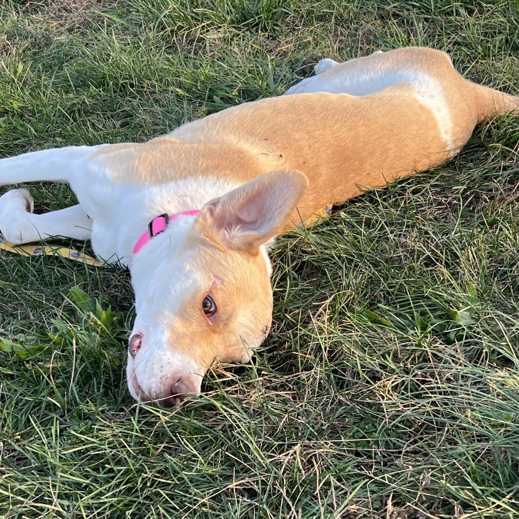 Enlarge April, a Adoptable Hound in Springfield, MO image 3/5