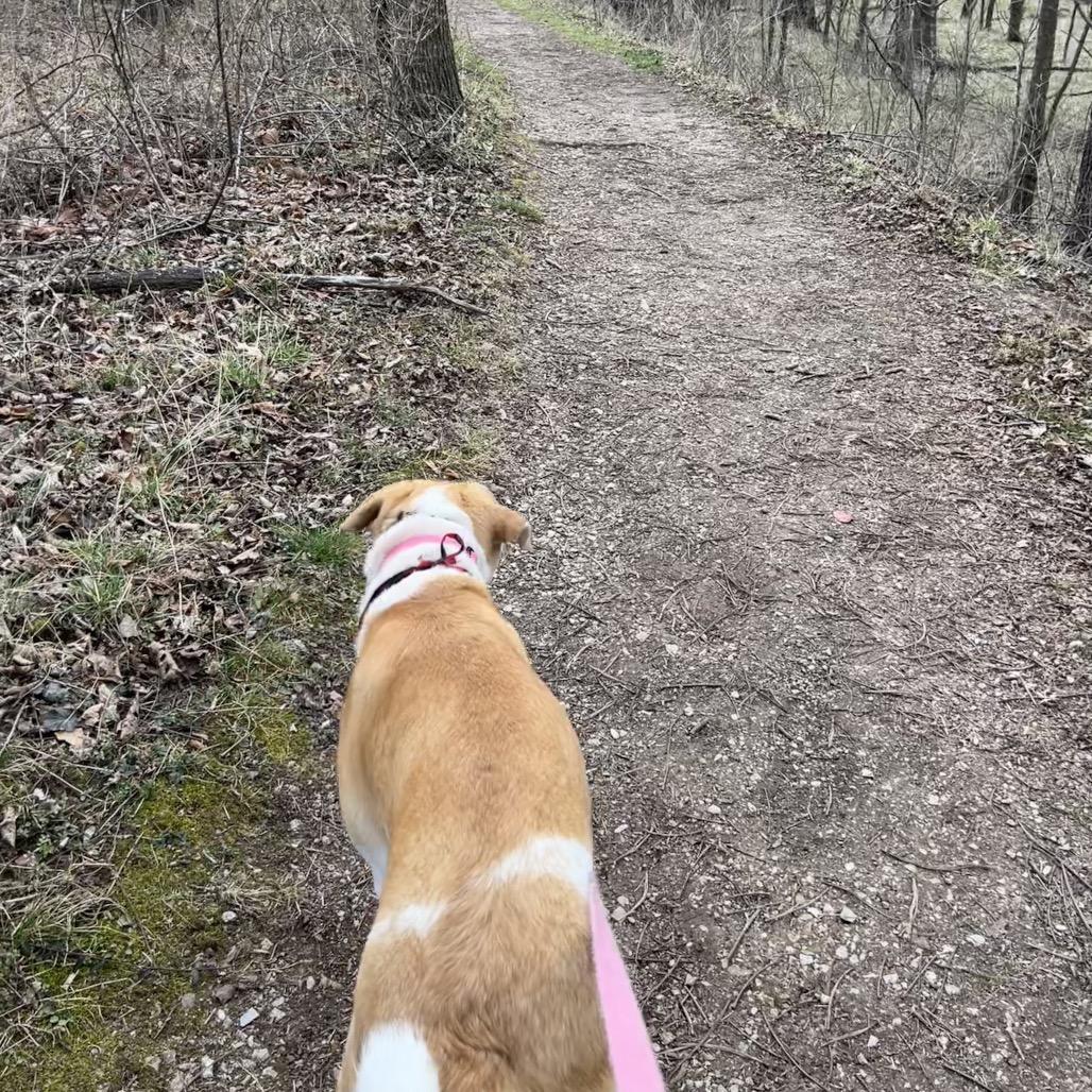 Enlarge April, a Adoptable Hound in Springfield, MO image 5/6