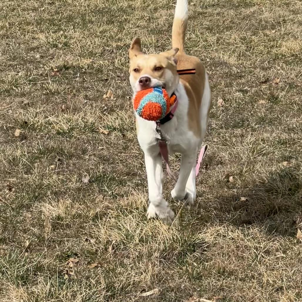 Enlarge April, a Adoptable Hound in Springfield, MO image 6/6