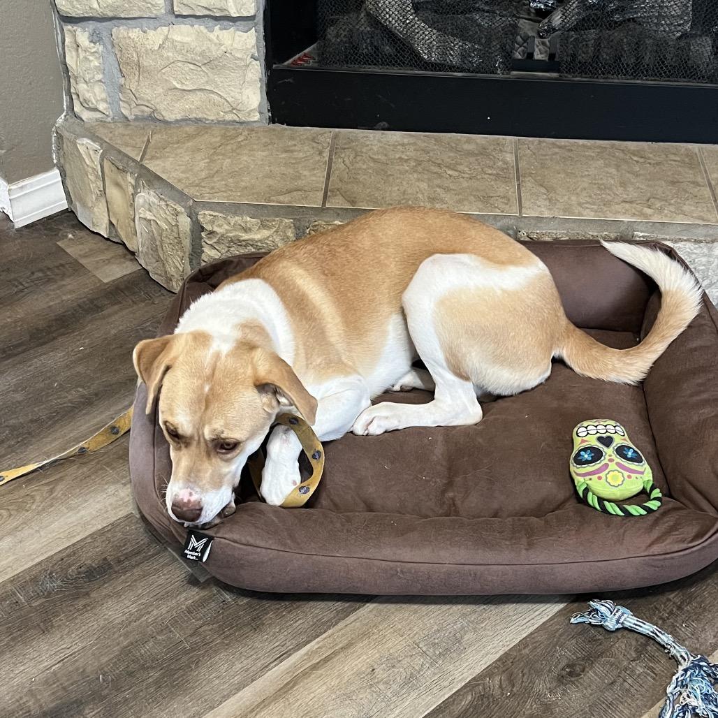 Enlarge April, a Adoptable Hound in Springfield, MO image 4/5