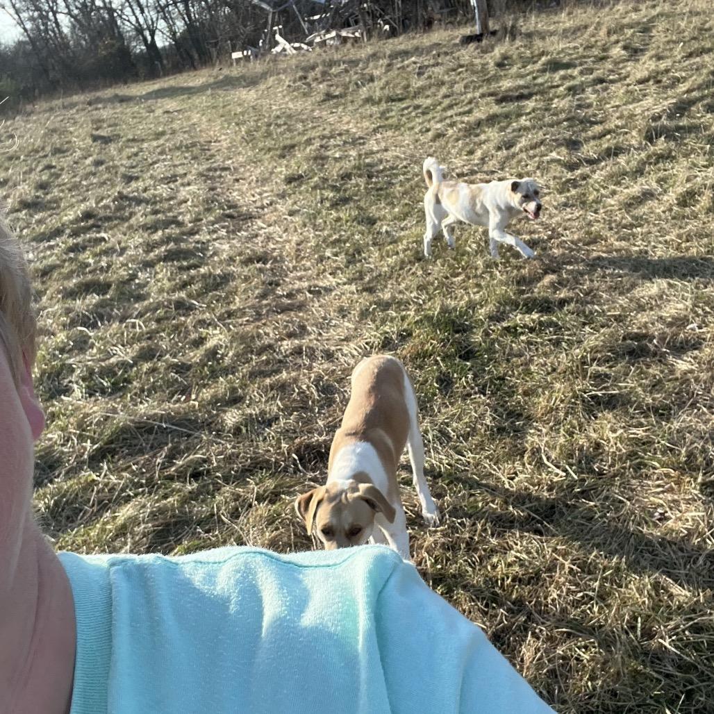 Enlarge April, a Adoptable Hound in Springfield, MO image 5/5