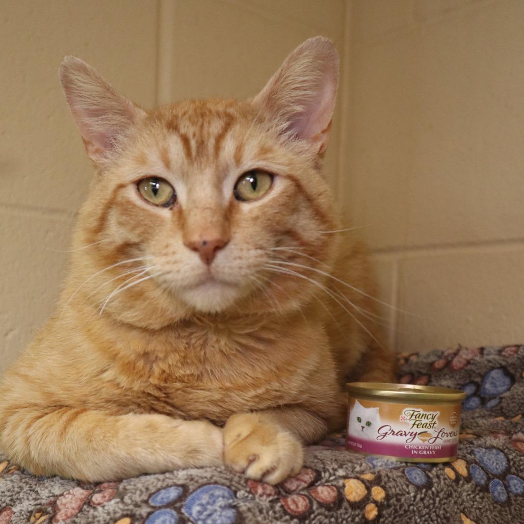 Cattius, Adoptable, Adult Male Domestic Short Hair.