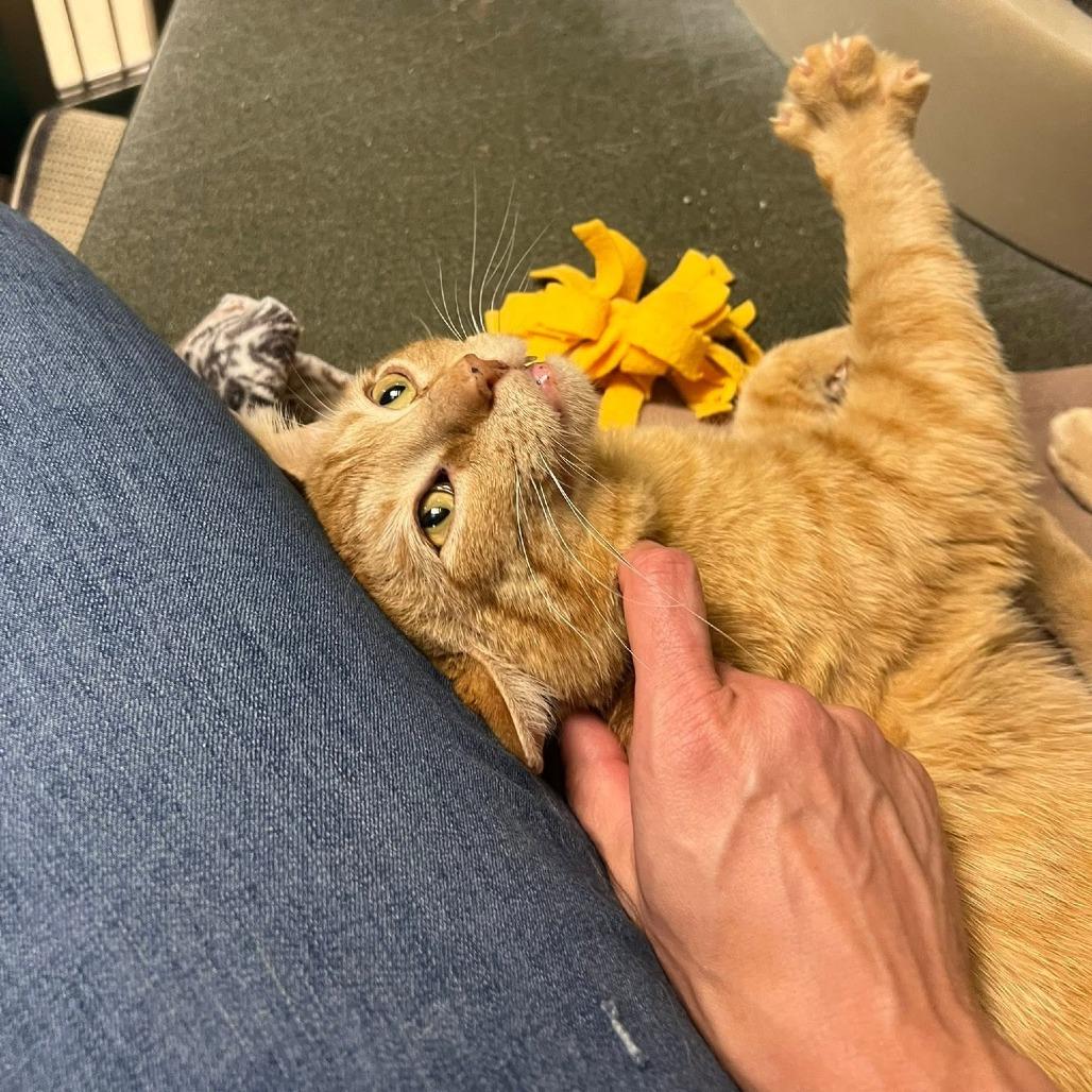 Enlarge Cattius, a Adoptable Domestic Short Hair in Waukesha, WI image 2/6