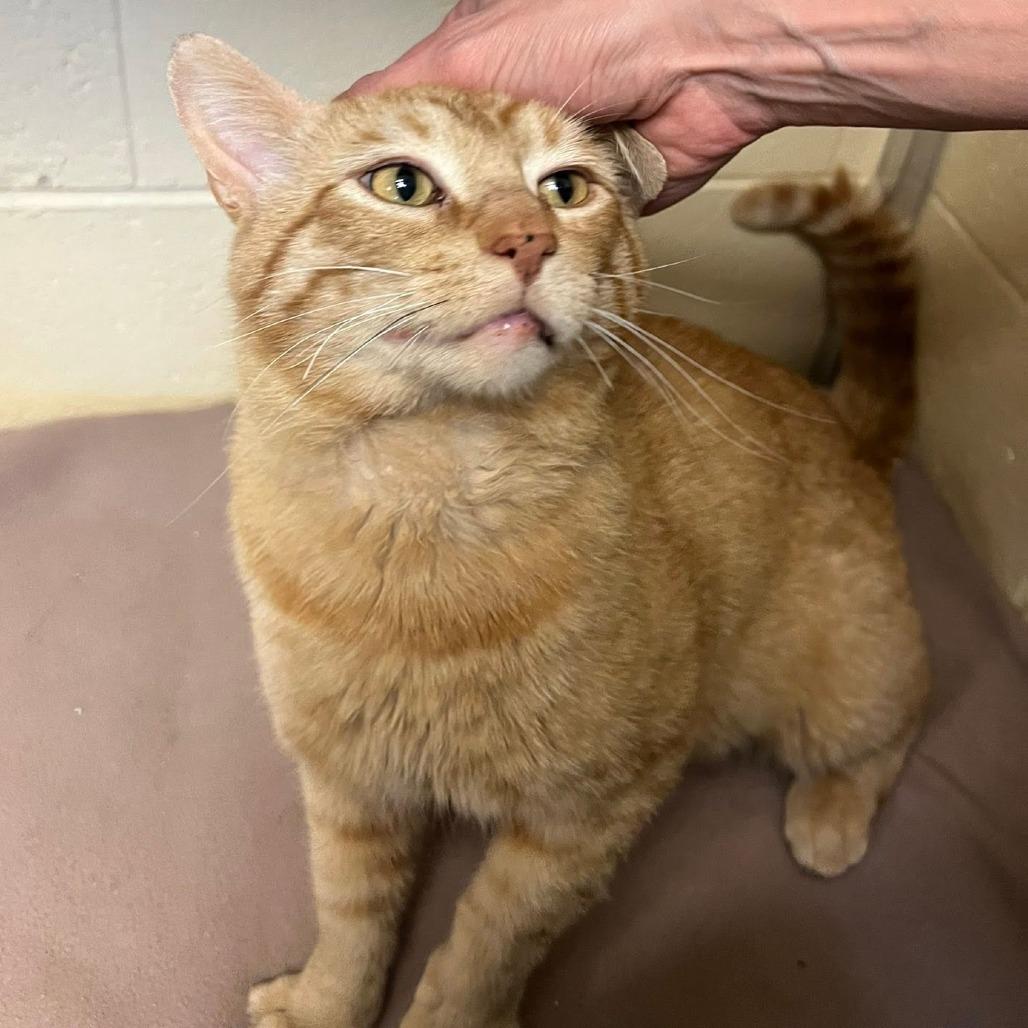 Enlarge Cattius, a Adoptable Domestic Short Hair in Waukesha, WI image 3/6