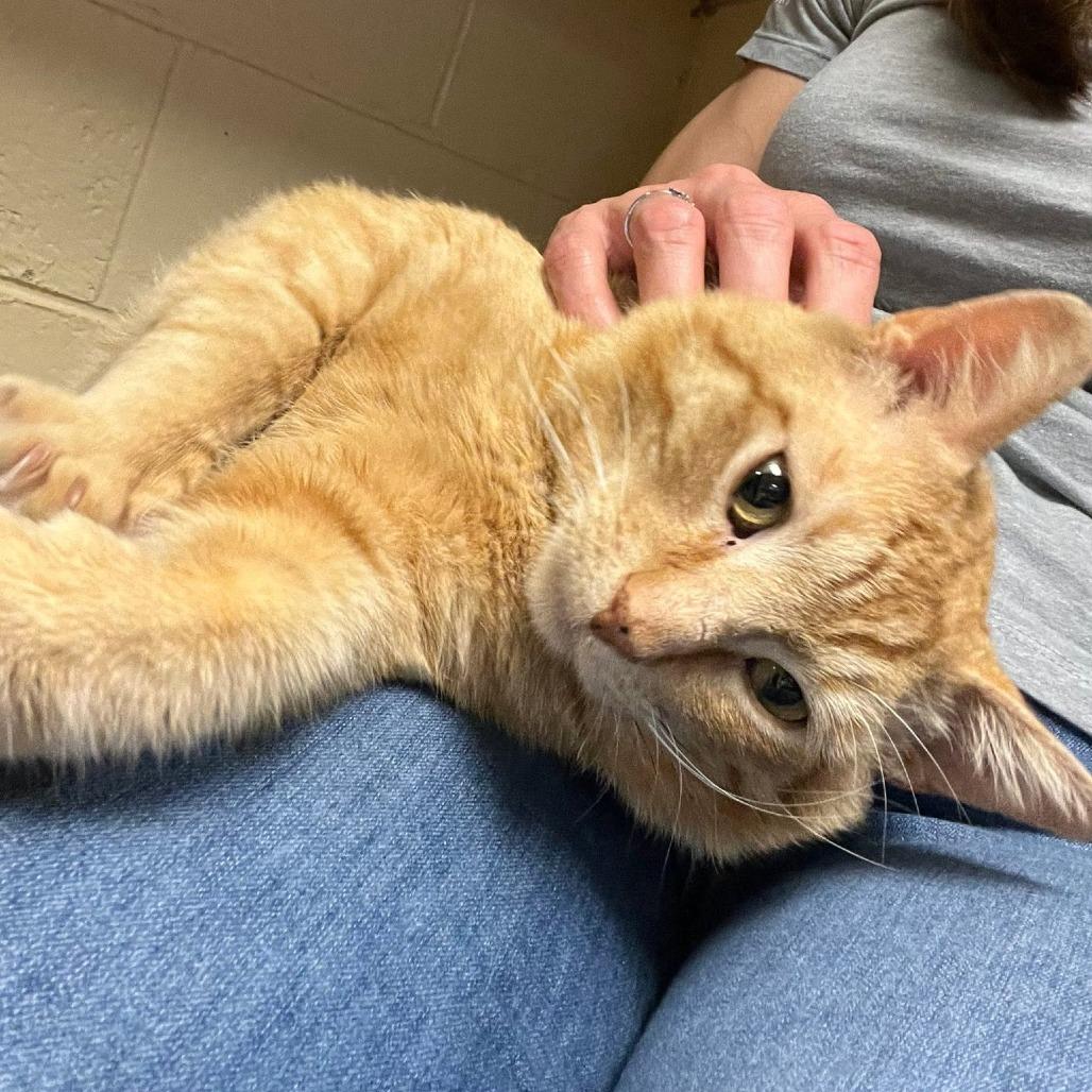 Enlarge Cattius, a Adoptable Domestic Short Hair in Waukesha, WI image 4/6