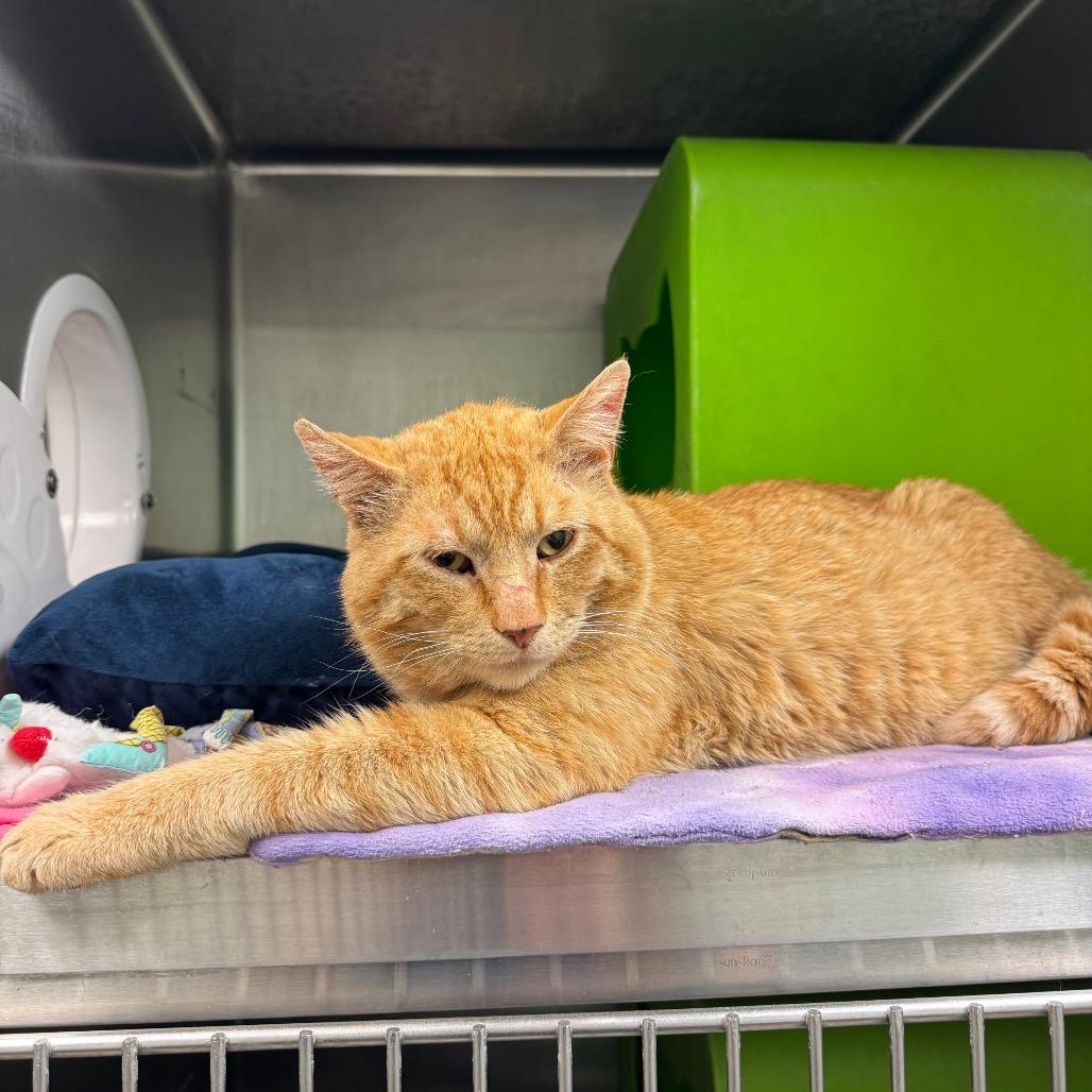 Enlarge Cattius, a Adoptable Domestic Short Hair in Waukesha, WI image 5/6