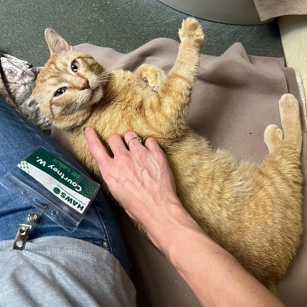 Enlarge Cattius, a Adoptable Domestic Short Hair in Waukesha, WI image 6/6