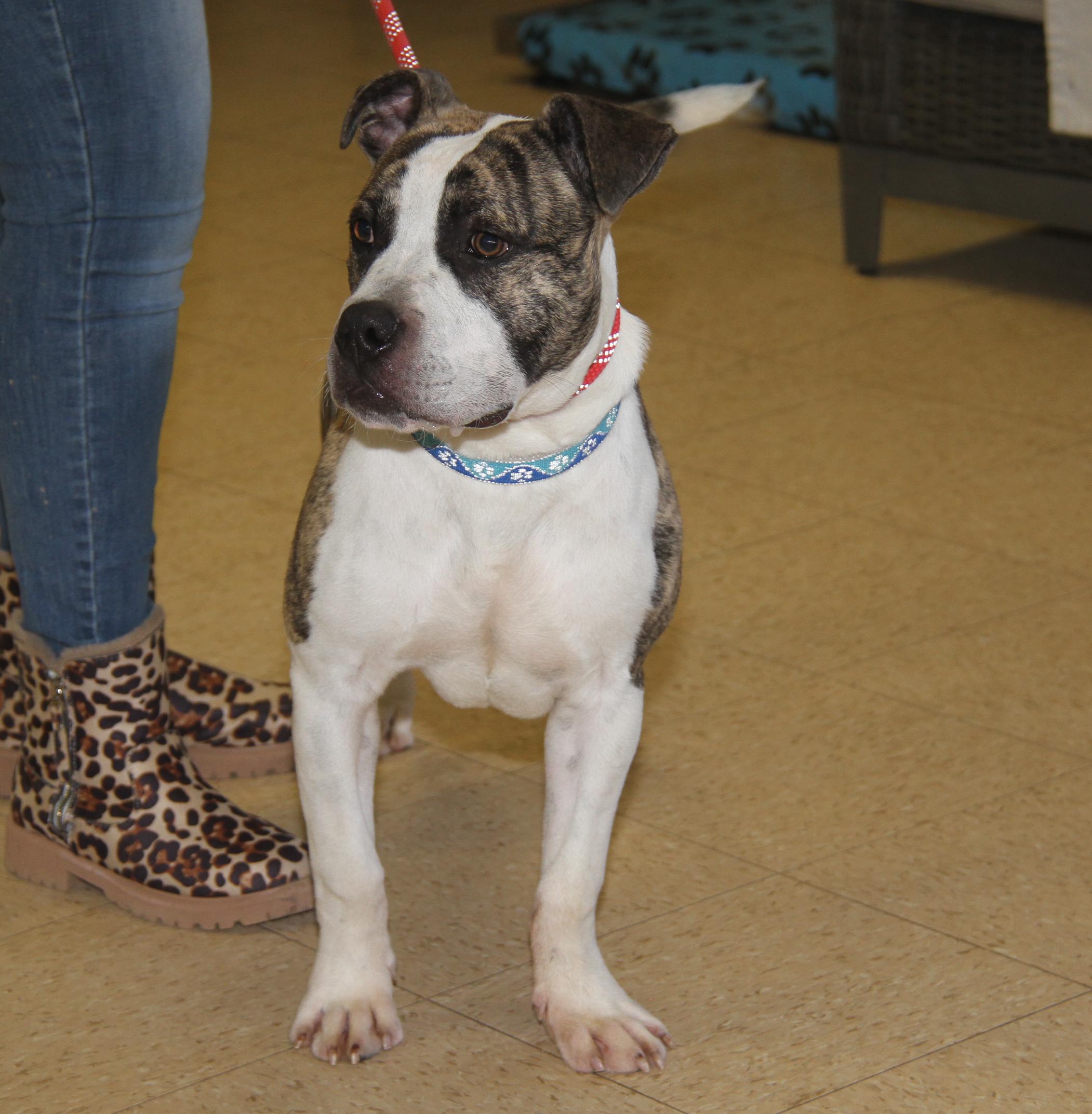 Enlarge Rex (fka Maui) (Neutered) (Photos 2/23/2025), a Adoptable mixed breed in Marietta, OH image 5/6