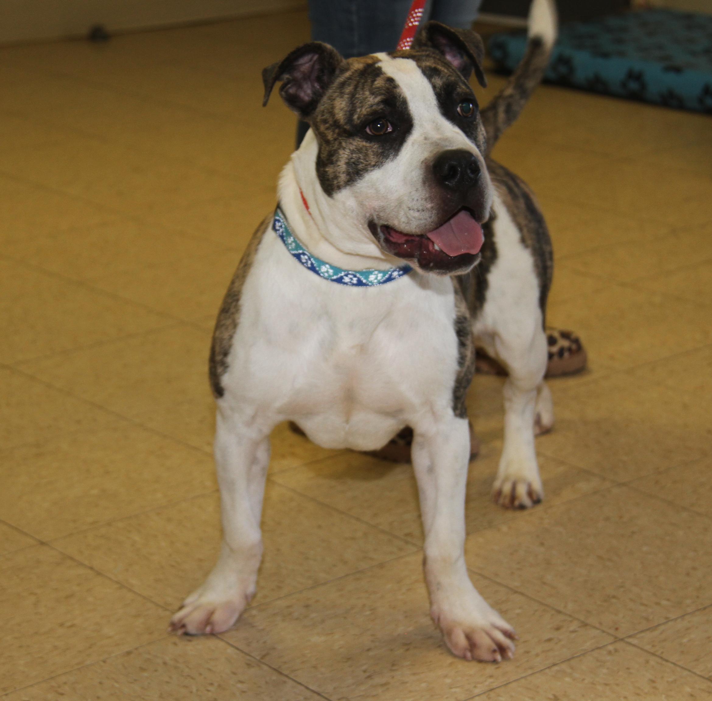 Rex (fka Maui) (Neutered) (Photos 2/23/2025), Adoptable, Young Male Pit Bull Terrier & Boxer.