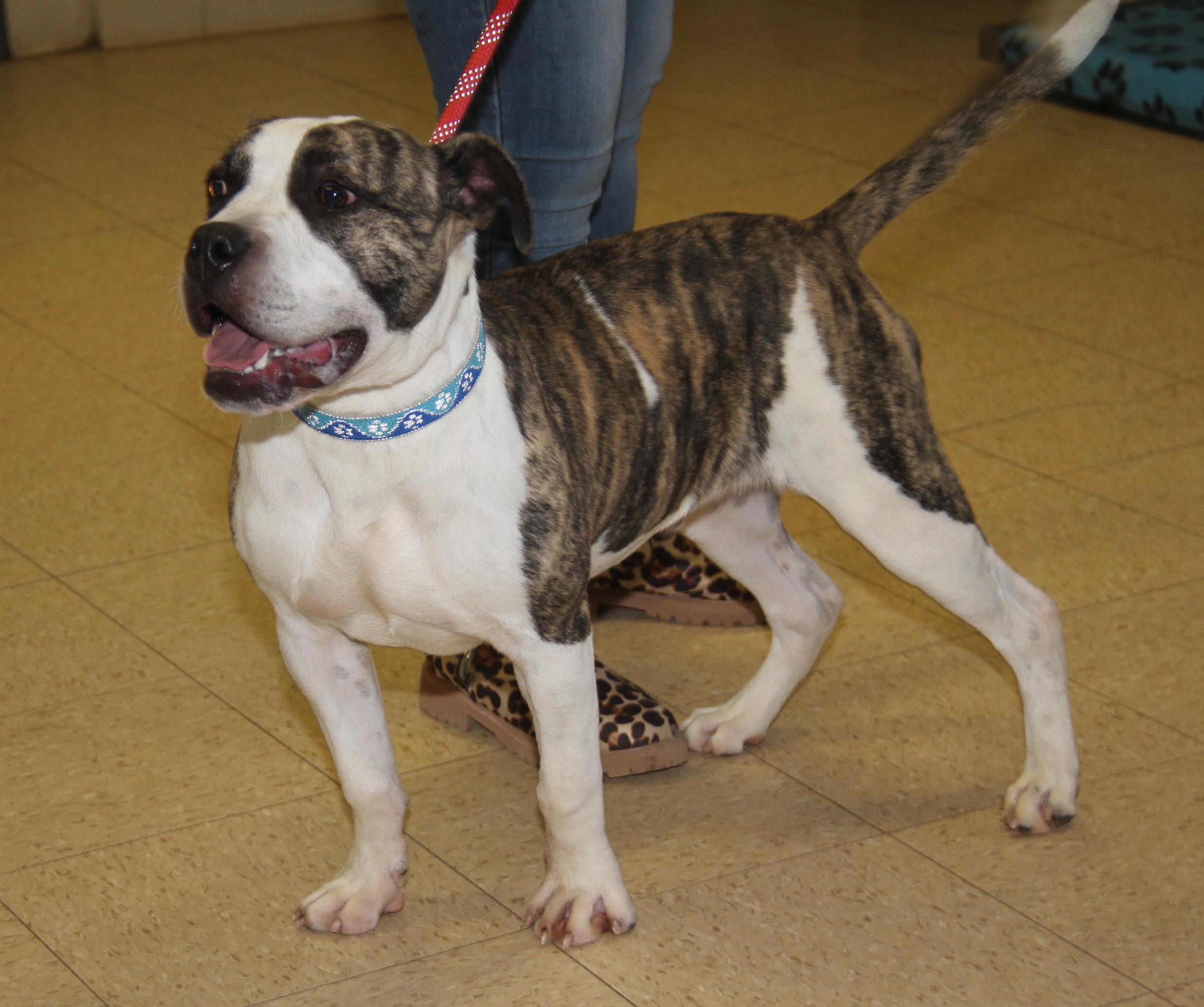 Enlarge Rex (fka Maui) (Neutered) (Photos 2/23/2025), a Adoptable mixed breed in Marietta, OH image 4/6