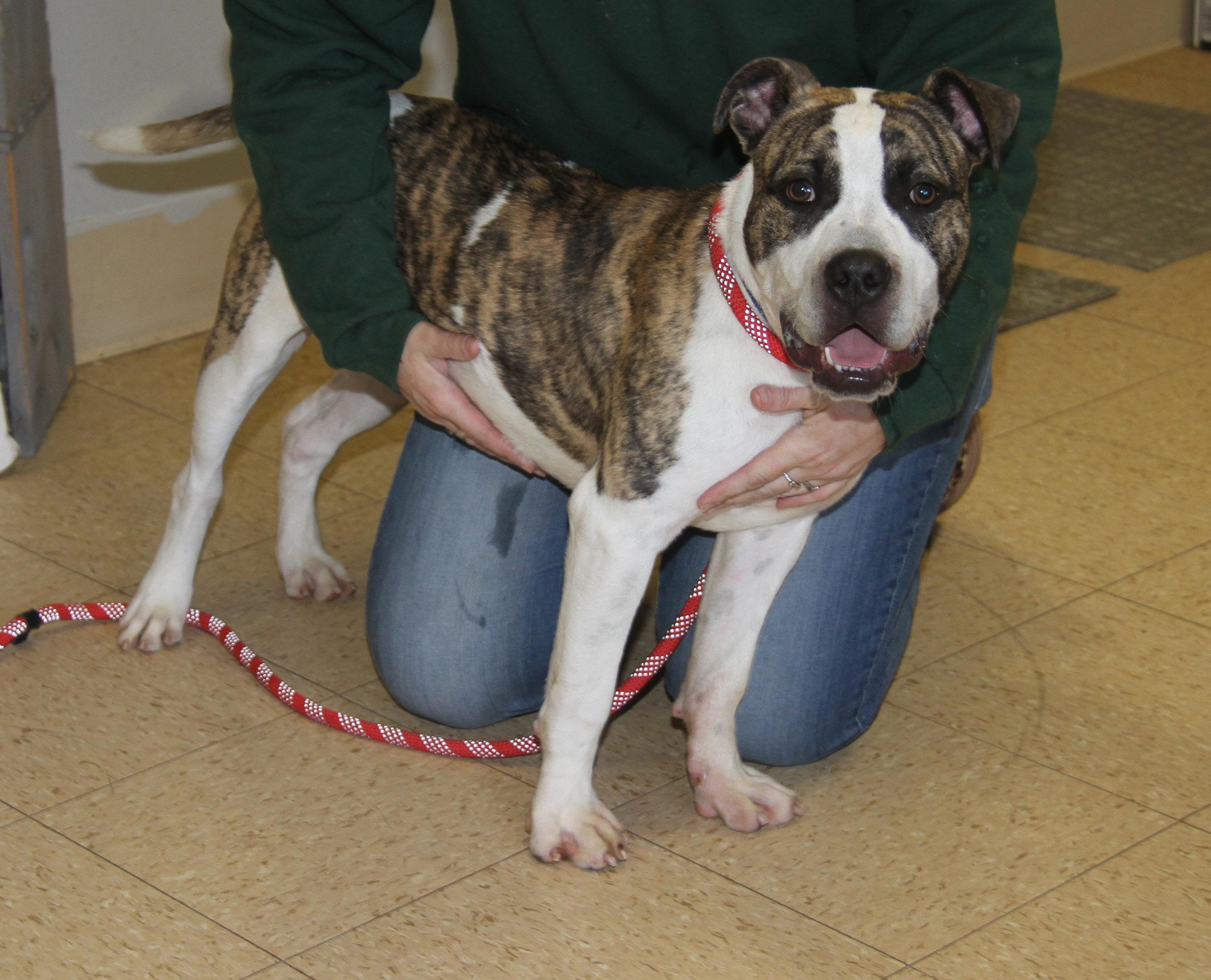 Enlarge Rex (fka Maui) (Neutered) (Photos 2/23/2025), a Adoptable mixed breed in Marietta, OH image 6/6