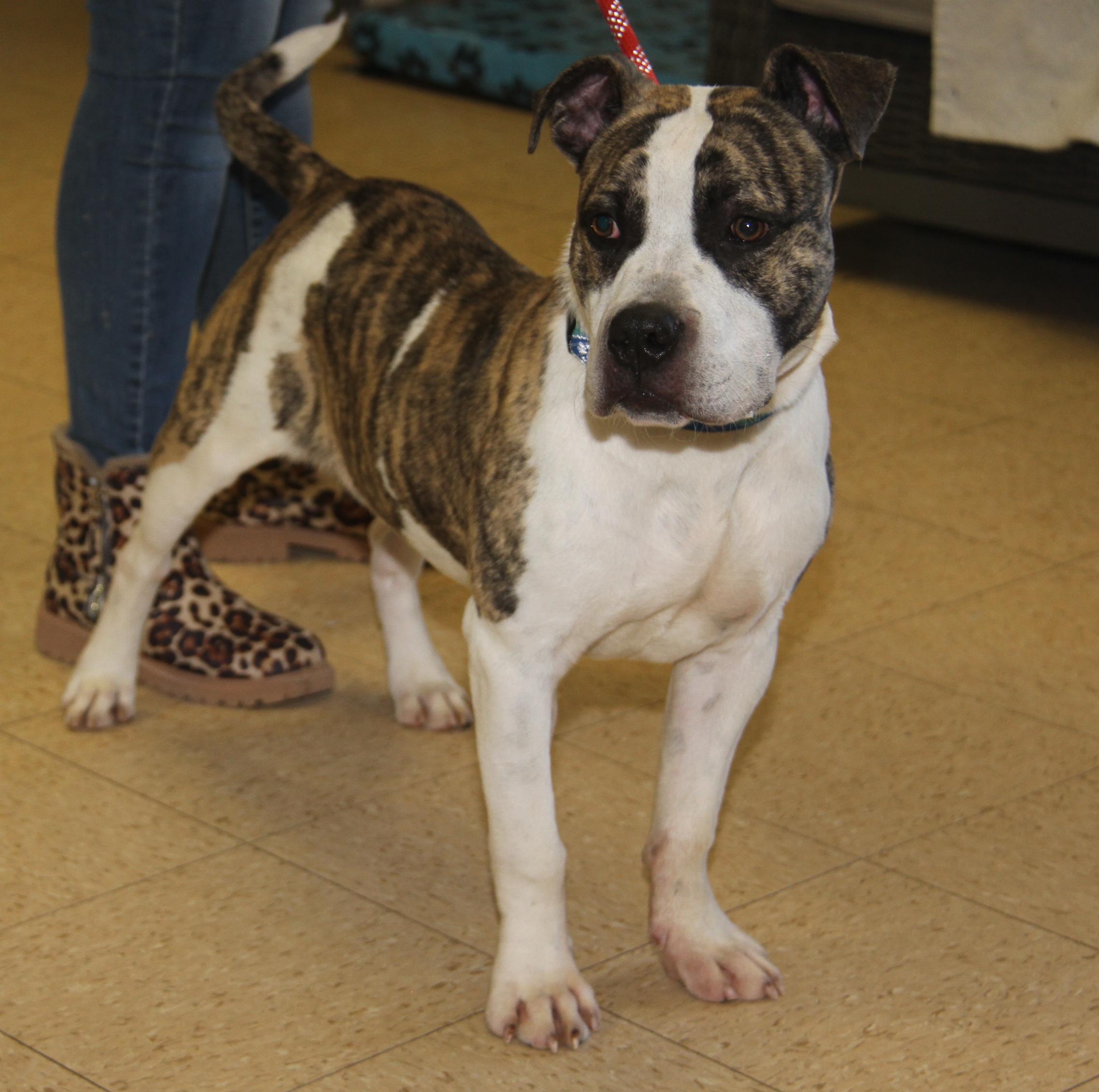 Enlarge Rex (fka Maui) (Neutered) (Photos 2/23/2025), a Adoptable mixed breed in Marietta, OH image 3/6