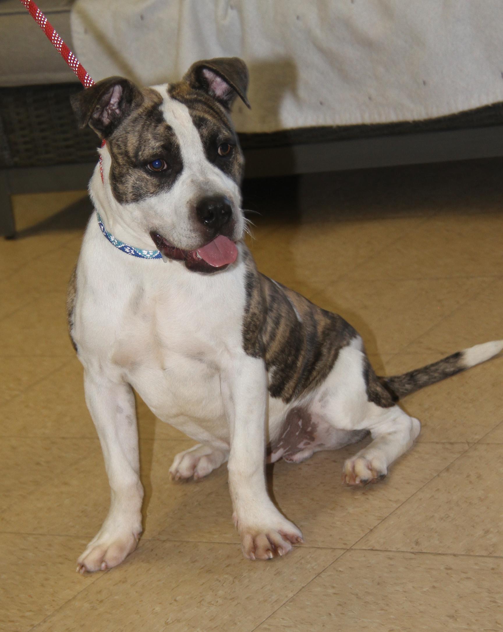 Enlarge Rex (fka Maui) (Neutered) (Photos 2/23/2025), a Adoptable mixed breed in Marietta, OH image 2/6