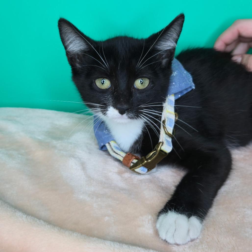 Binx, Adoptable, Kitten Male Domestic Short Hair.