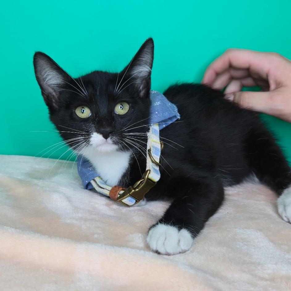 Enlarge Binx, a Adoptable Domestic Short Hair in San Antonio, TX image 2/3