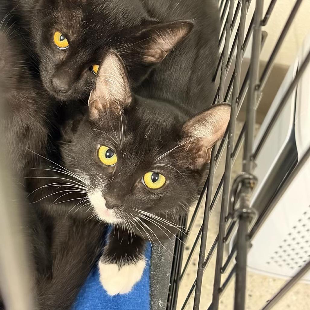 Enlarge Binx, a Adoptable Domestic Short Hair in San Antonio, TX image 3/3