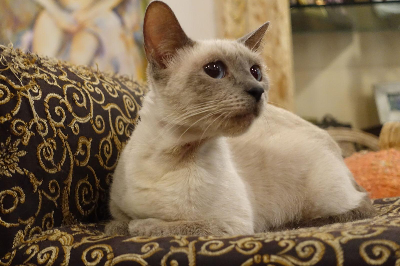 Saturn - I'm a Cuddly Siamese!